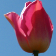 Hey Mom’s, we know you are special…So we have extended the drop in time 1:00 – 6:00 on Sunday Seattle Badminton Club Mother’s Day Special Sunday 5/13 Drop In $5 between 1:00 and 6:00 $20 Initiation Fee for Membership...